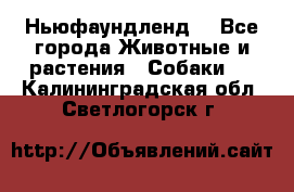 Ньюфаундленд  - Все города Животные и растения » Собаки   . Калининградская обл.,Светлогорск г.